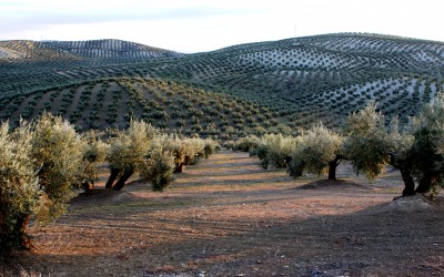 Plantación de olivos en Jaén