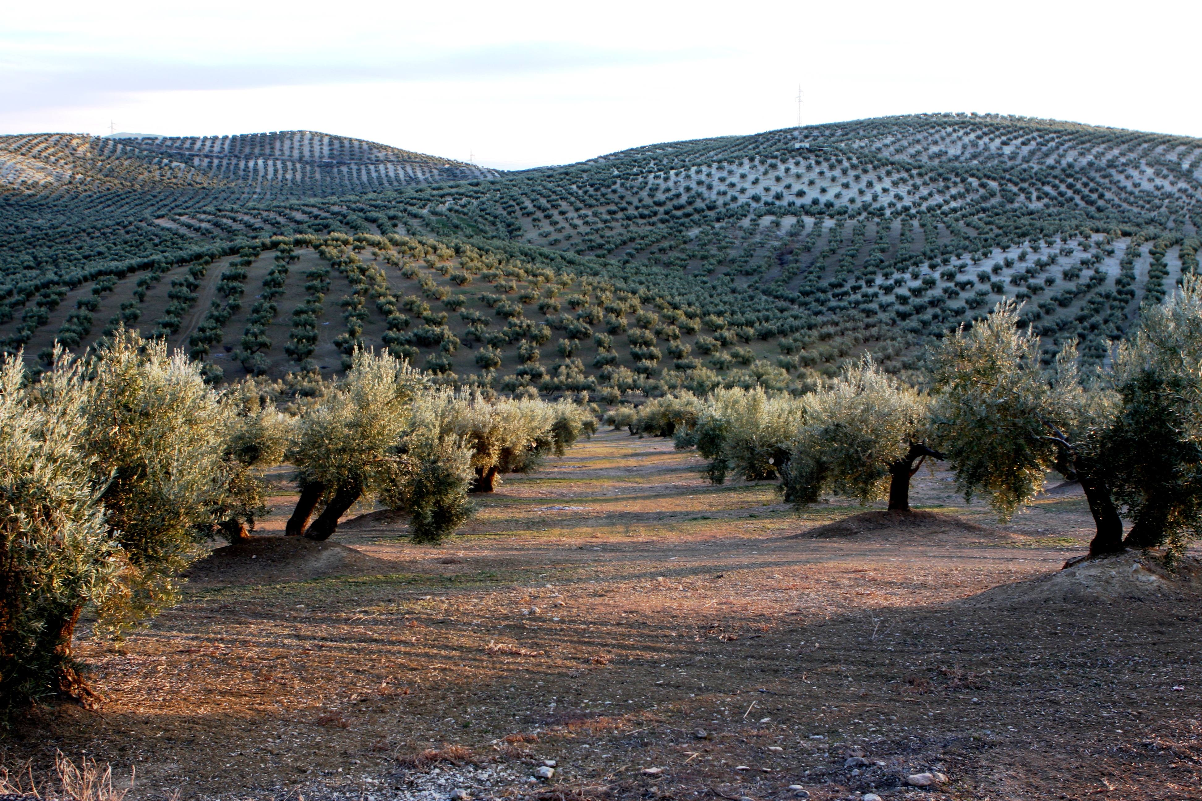 Olivar en hileras sobre lomas onduladas de la provincia de Jaén.